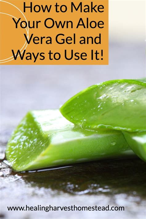 How To Make Your Own Aloe Vera Gel And 8 Ways To Use It — All Posts Healing Harvest Homestead