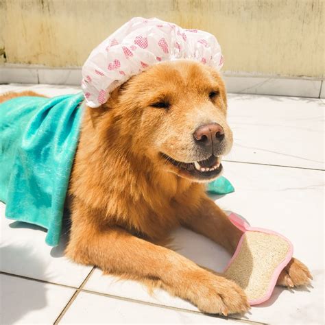 Nao Tenho Shampoo Para Cachorro O Que Usar - Shampoo Para Cachorro Não É Frescura - BLOG.Petiko