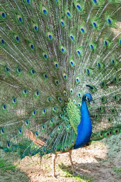 Pavo Real Azul Verde Con Plumas Foto Premium