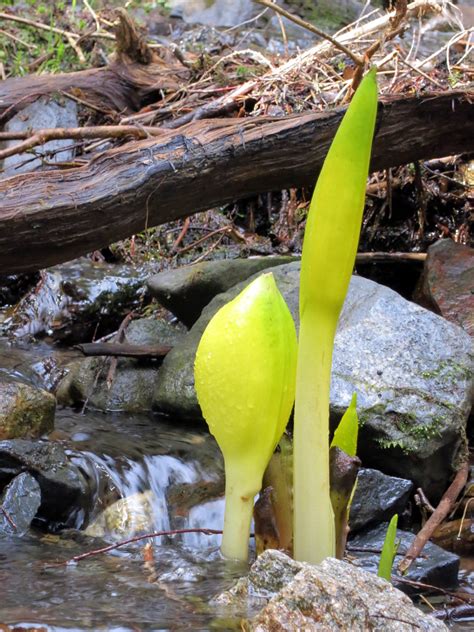 Skunk Cabbage Lysichiton Americanus Streams And Western Flickr