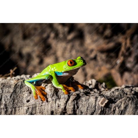 Comprar Rana Ojos Rojos Agalychnis Callidryas Animales exóticos