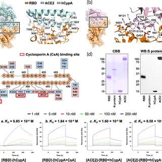 Structural Representation Of The S Protein Rbd Variants Complexed With