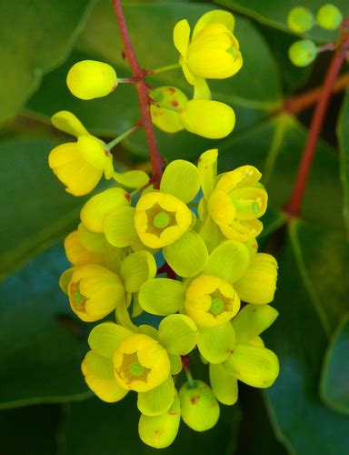 barberry family (Family Berberidaceae) · iNaturalist