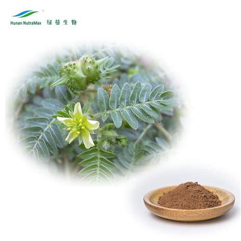 High Quality Tribulus Terrestris Powder Extract With Saponins By Uv