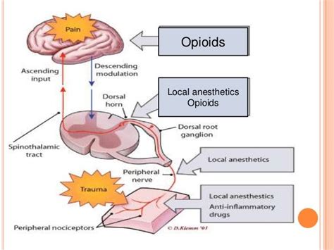 Pain Anatomy And Physiology