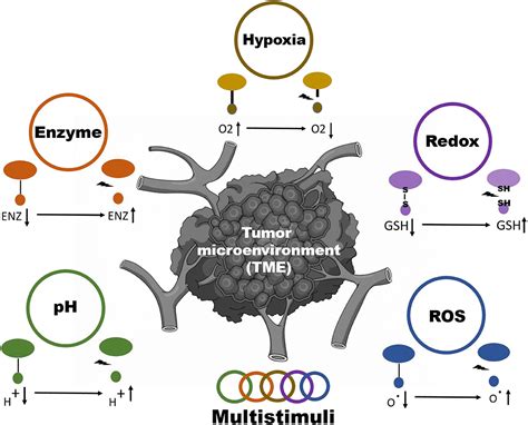 Frontiers Tumor Microenvironment Stimuli Responsive Nanoparticles For