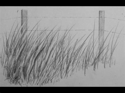 Prairie Grass Drawing