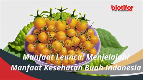 Manfaat Leunca Menjelajahi Manfaat Kesehatan Buah Indonesia Biotifor