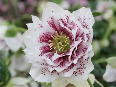 Helleborus X Hybridus Ashwood Garden Hybrids Double White Spotted