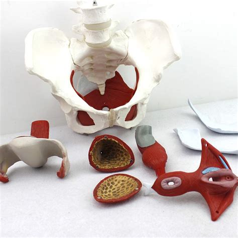 Buy Waqihreu Female Pelvis Model Life Size Pelvic Floor Muscle Model