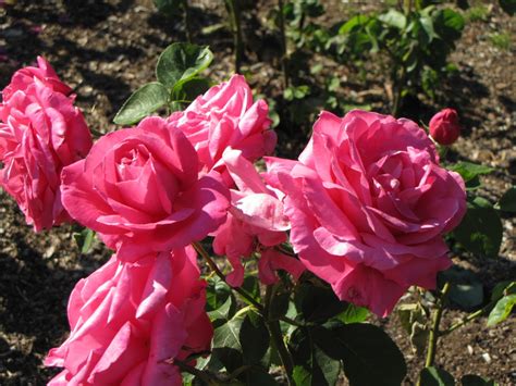 Hybrid Tea Rose Miss All American Beauty Boros Rose