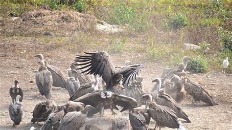 Vultures Make A Soaring Comeback In India Next Months Crucial To