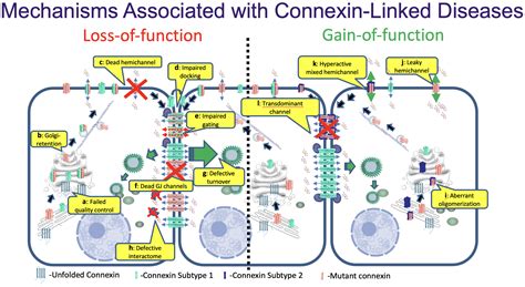 Modeling Connexin-Linked Diseases - The Laird Laboratory - Western ...