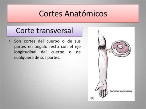 Sesión 01 Introducción A La Anatomía