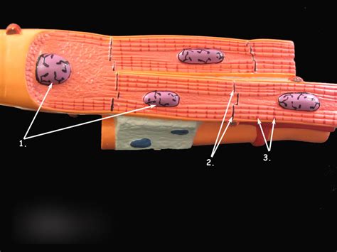 Cardiac Muscle Anatomy Model Diagram Quizlet