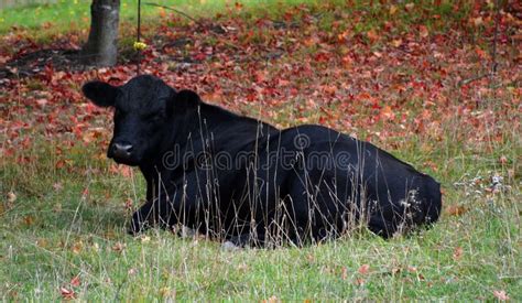 Welsh black cattle. stock image. Image of welsh, pass - 15680211