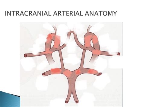 Circle Of Willis Diagram Diagram Quizlet