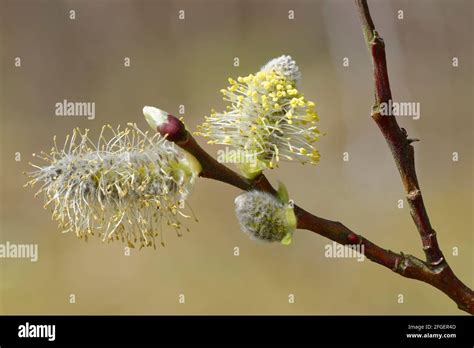 Goat Willow Or Pussy Willow Salix Caprea Male Catkins Stock Photo Alamy