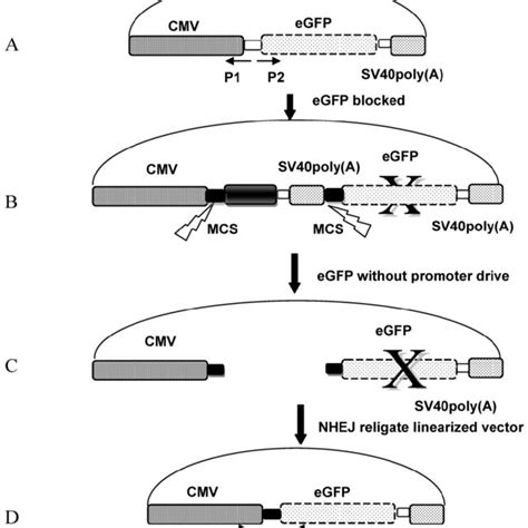 Sequence Analysis Of The Junction Site Between Cmv And Egfp Isolated