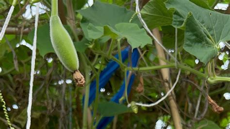 How To Grow Bottle Gourd Bangla Lau Youtube