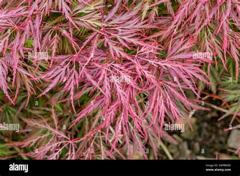 Japanese Maple Acer Palmatum Red Pygmy Acer Palmatum Red Pygmy Leaves Of Cultivar Red