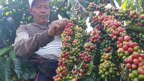 Bangun Ikhtiar Mendongkrak Produktivitas Kopi Nasional Kompas Id