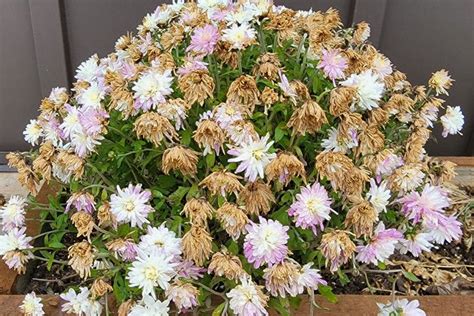 How To Save Mums Keeping Your Mums Alive Over Winter Planting Mums