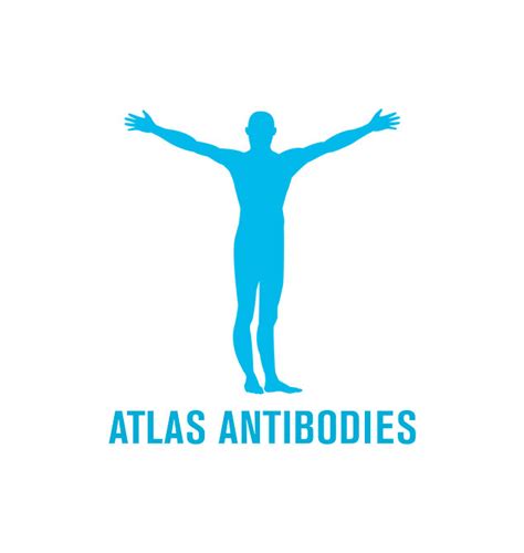 Western Blot - Atlas Antibodies