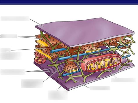 Diagram of Cytoskeleton Diagram | Quizlet