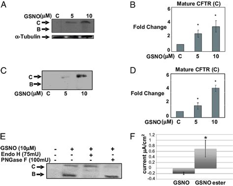 Gsno Cell Surface Cftr Expression A And B Cell Surface Expression