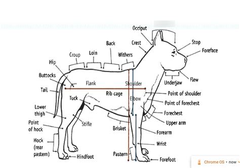 Dog Anatomy Diagram | Quizlet