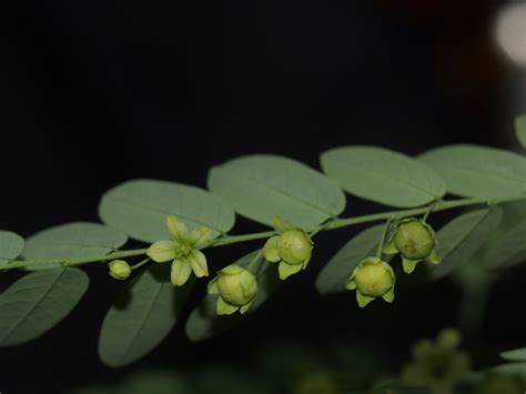 Dormilona Plantas Comunes En Medellín · Naturalista Colombia