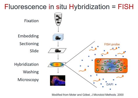 Fluorescence In Situ Hybridization An Overview Off