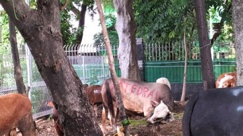 Momen Idul Adha H Gereja Katedral Berikan Hadiah Sapi Kepada