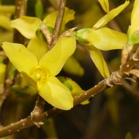 Budburst Border Forsythia