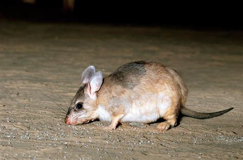 Malagasy Giant Jumping Rat Photograph by Tony Camacho/science Photo ...