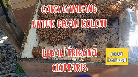 Cara Gampang Pecah Koloni Lebah Trigona Clypearis Youtube