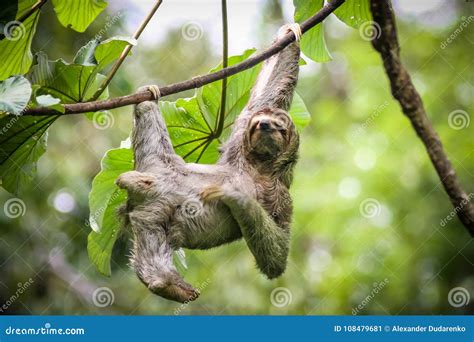 Sloth Hanging From The Tree In Costa Rica Royalty Free Stock Photo