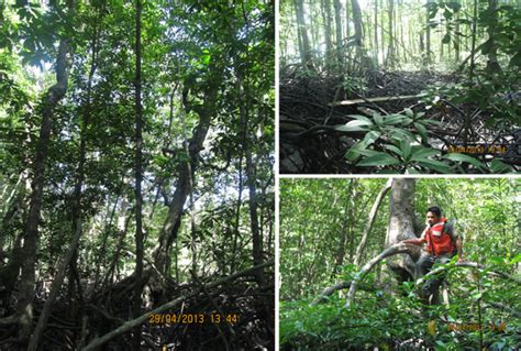 Ekosistem Mangrove: Struktur dan Zonasi Mangrove