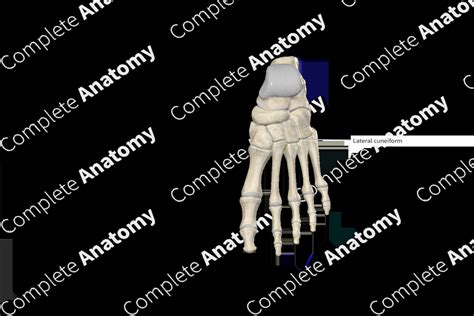 Lateral Cuneiform Bone | Complete Anatomy