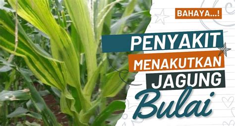 PENGENDALIAN JITU PENYAKIT BULAI JAGUNG DI GROWSitus Resmi