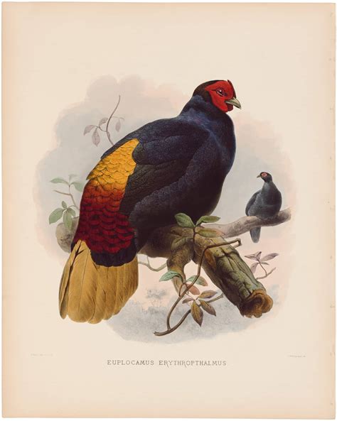 Elliot Pl 41 Rufous Tail Pheasant A Monograph Of The Phasianidae Or