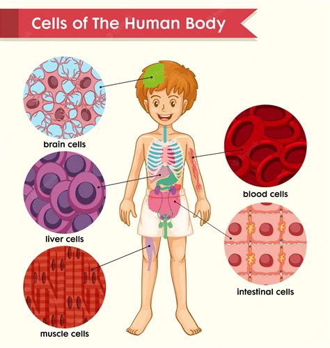 Different Types Of Cells