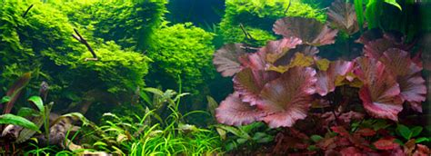 Planted Aquarium Lighting - Aquarium-Lighting-Guide.com