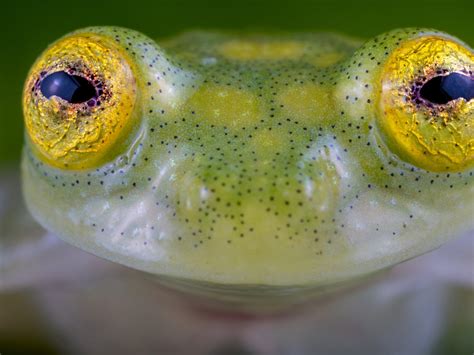 Black Rain Frog: Facts You Should Know - AMPHIPEDIA