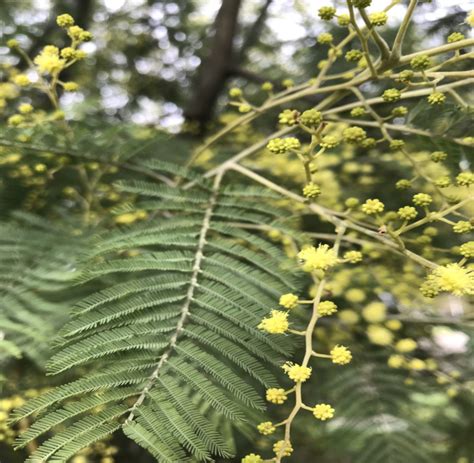 Acacia dealbata Link Flora y Fauna UdeC Chillán