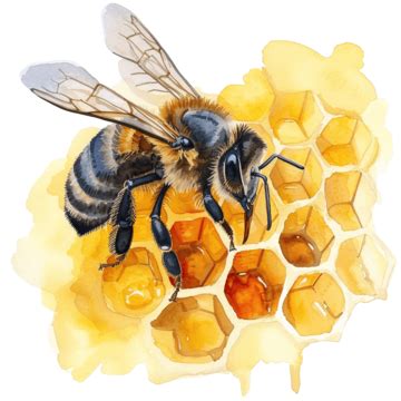 Honeycomb Honey Bee Watercolor Clipart Watercolor Bee Honey Png