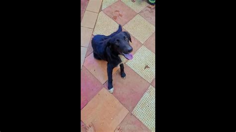 Cachorro Hathyco Desapareceu No Bairro Santa Cruz CGN O Maior