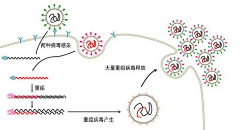 新冠病毒的重组变异株xe是如何产生的？