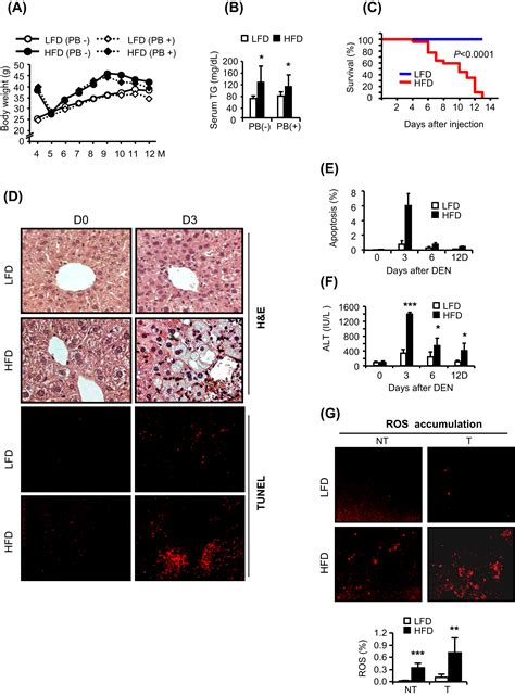 Dietary And Genetic Obesity Promote Liver Inflammation And Tumorigenesis By Enhancing Il 6 And